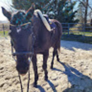 Meet your Posher, Kara